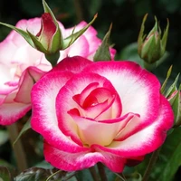 Роза чайно-гибридная Белла Вита (Bella Vita)