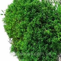 Стабилизированный мох Grren Ecco Moss украинский ягель зеленый 1 кг