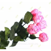 Кустовая роза стабилизированная розовая